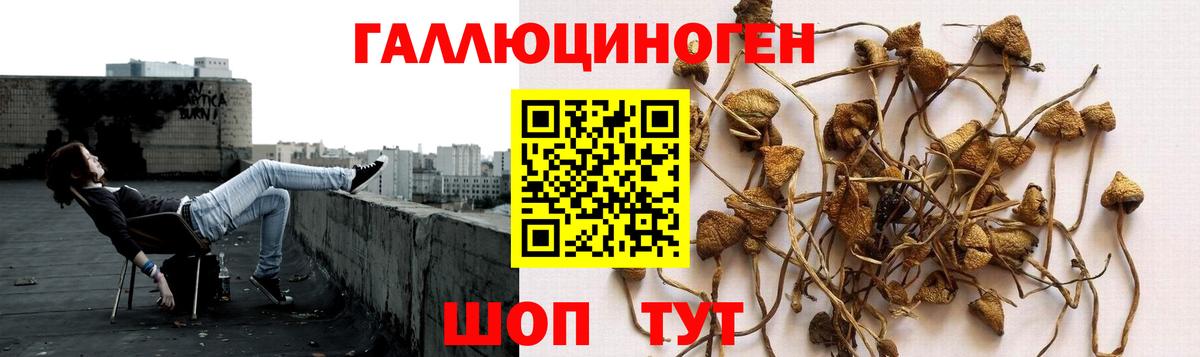 что такое наркотик  Галлюциногенные грибы GOLDEN TEACHER  Вход с VPN  Буйнакск 